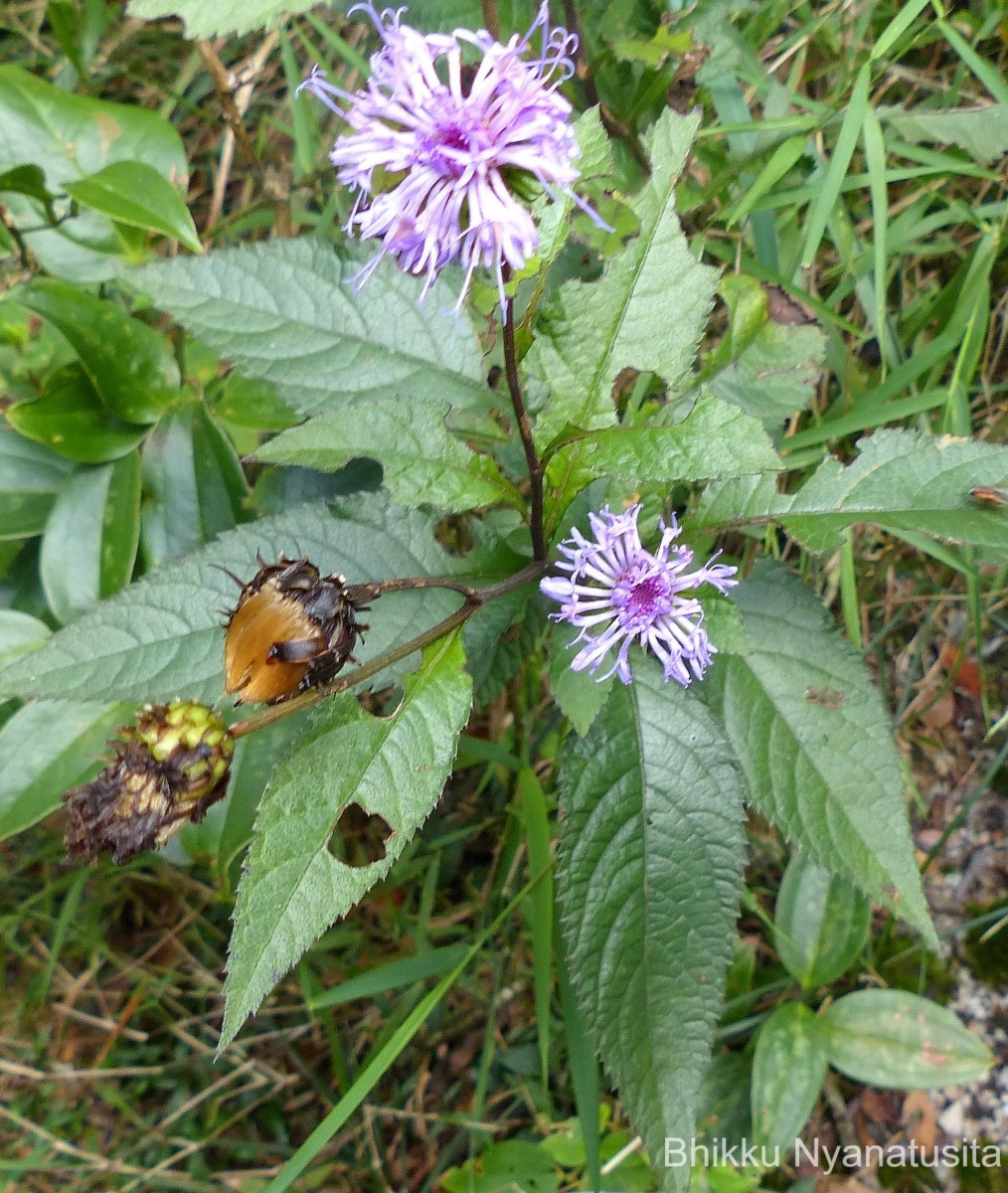 Acilepis gardneri (Thwaites) H.Rob. & Skvarla
